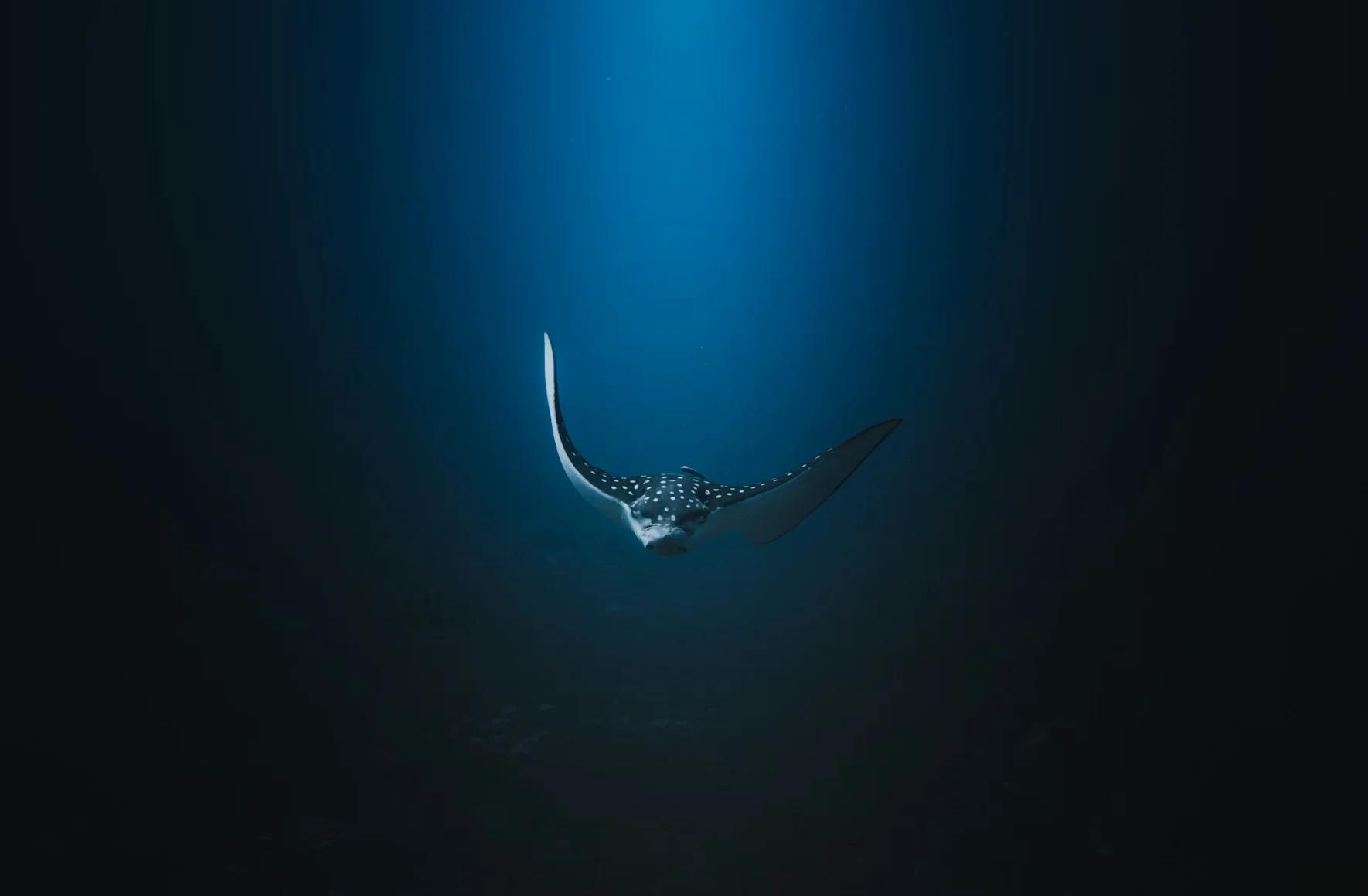 Freediving in Okinawa, Japan