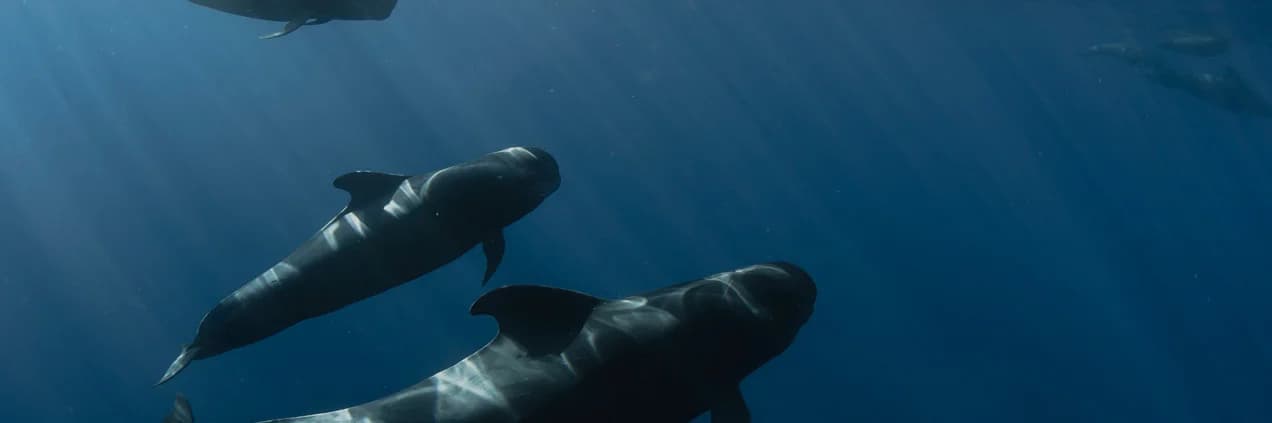 Dahab Freedivers — freediving school in Dahab, Egypt