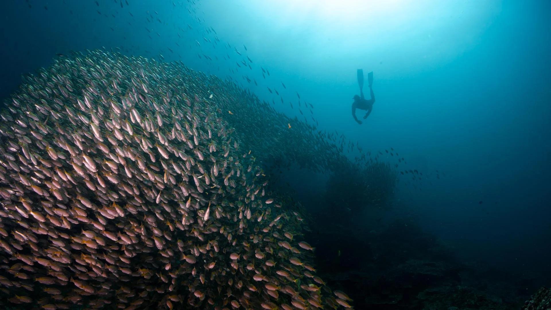 Fast Manta Diving — freediving school in Krabi, Thailand