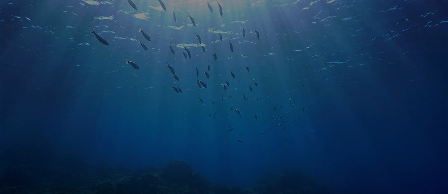 Freediving UAE — freediving school in Deep Dive Dubai, UAE