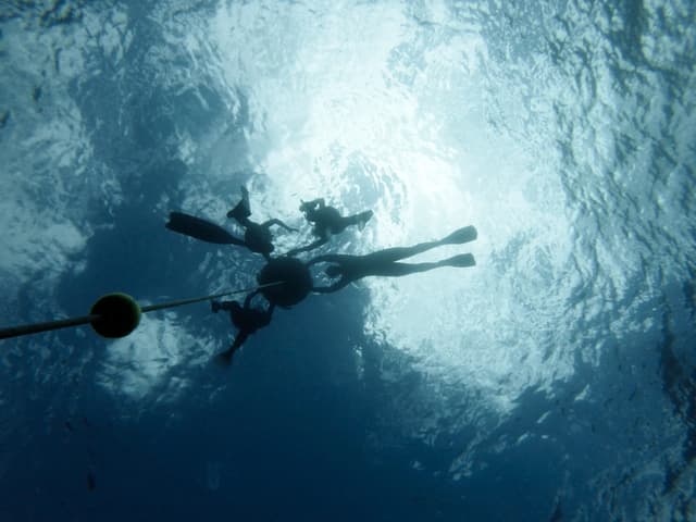 Azores Freediving