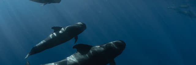 Dahab Freedivers