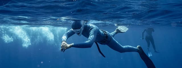 The Flying Dolphin Company