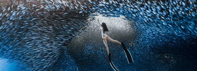 Freedive Academy Panglao