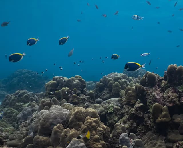 Freediving Amed