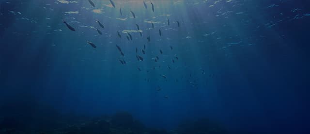 Freediving UAE